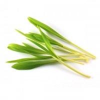 kukurica zelena_500x0